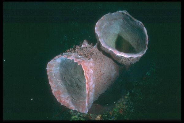 012027 Basket Sponge A4 Photo Print