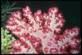 012029 Red Soft Coral A4 Photo Print