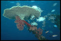 012030 Plate Coral With Fish A4 Photo Print