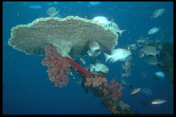 012030 Plate Coral With Fish A4 Photo Print