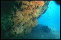 012031 Coral On Wall A4 Photo Print