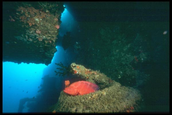 012032 Red Fish In Cave A4 Photo Print