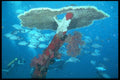 012033 Plate Coral With Divers A4 Photo Print