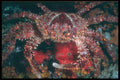 012034 Red Coral Crab A4 Photo Print