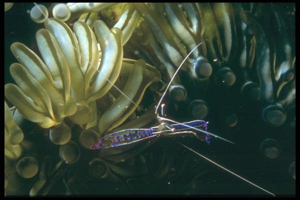 012035 Shrimp With Anemone A4 Photo Print