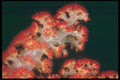 012036 Red And White Soft Coral A4 Photo Print