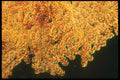 012037 Yellow And Orange Coral A4 Photo Print