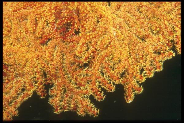 012037 Yellow And Orange Coral A4 Photo Print