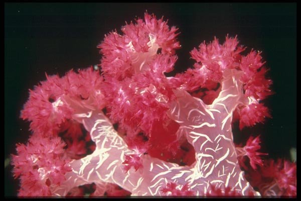 012038 White striped Red Soft Coral A4 Photo Print