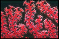 012039 Red Coral A4 Photo Print