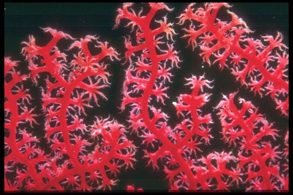 012039 Red Coral A4 Photo Print