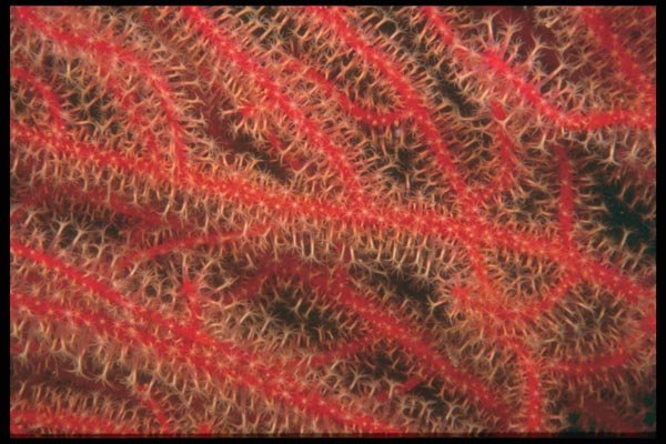 012040 Gorgonian White, Red Coral A4 Photo Print