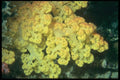 012042 Yellow Soft Coral A4 Photo Print