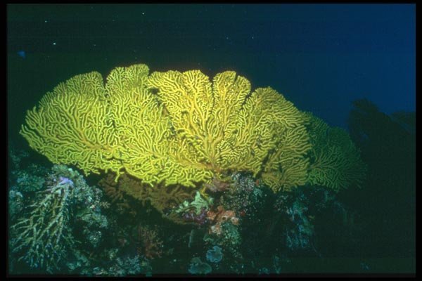012043 Yellow Sea Fan A4 Photo Print