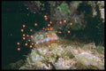 012044 Sea Anemone With Orange Tips A4 Photo Print