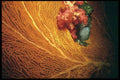 012045 Orange Sea Fan With Red Coral A4 Photo Print
