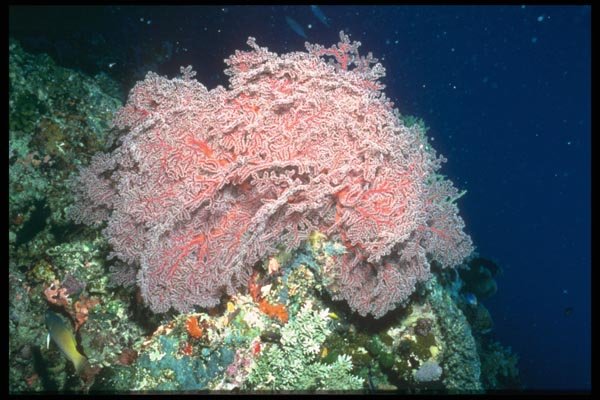 012046 Pink And White Coral A4 Photo Print
