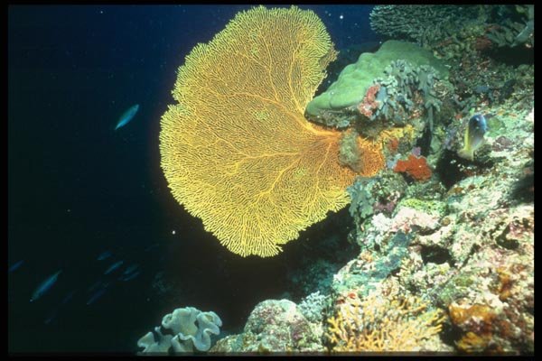 012047 Yellow Sea Fan And Coral A4 Photo Print