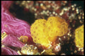 012048 Orange And Pink Anemone A4 Photo Print