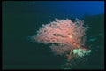 012049 Pink Sea Fan, Green Coral A4 Photo Print