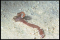 012050 Brown Sea Worm A4 Photo Print