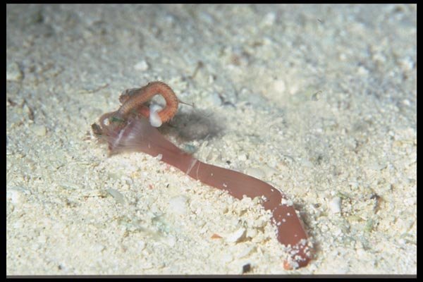 012050 Brown Sea Worm A4 Photo Print