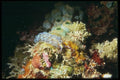 012051 Coral, Sponges, And Anemones A4 Photo Print