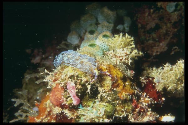 012051 Coral, Sponges, And Anemones A4 Photo Print
