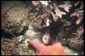 012053 Sea Star With Fish A4 Photo Print