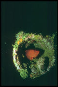 012056 Red Fish In Hollow A4 Photo Print