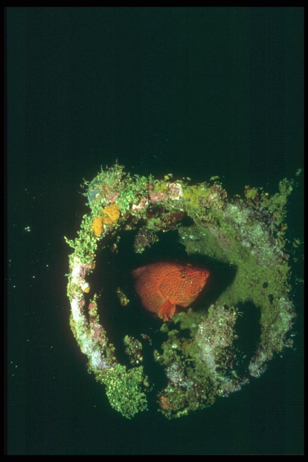 012056 Red Fish In Hollow A4 Photo Print