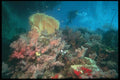 012057 Sea Fans And Diver A4 Photo Print