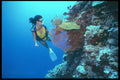 012058 Diver Viewing Coral A4 Photo Print