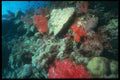 012059 Various Coral A4 Photo Print