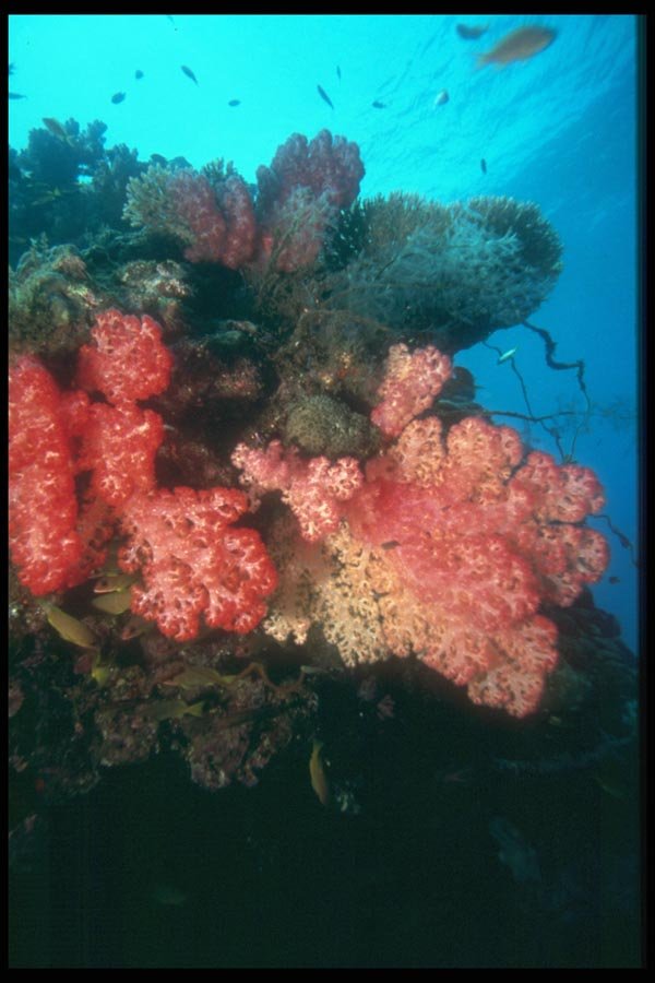 012060 Pink And Red Coral A4 Photo Print