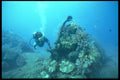 012061 Diver Looking At Plane And Coral A4 Photo Print
