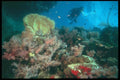 012062 Diver Viewing Coral Reef A4 Photo Print