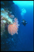 012063 Diver Touching Sea Fan A4 Photo Print