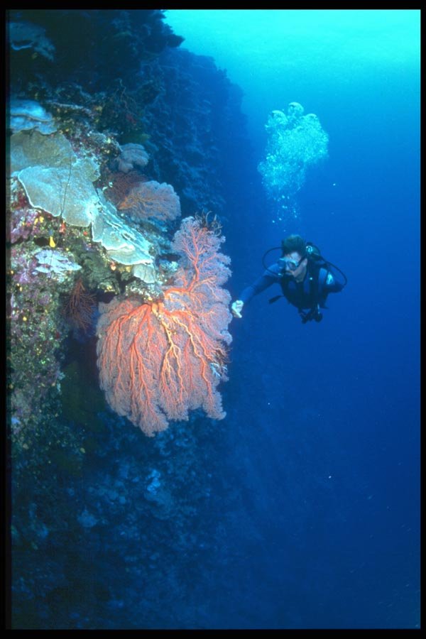 012063 Diver Touching Sea Fan A4 Photo Print