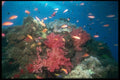 012064 Fish With Coral A4 Photo Print