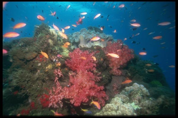 012064 Fish With Coral A4 Photo Print