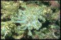012065 White Sea Anemone A4 Photo Print