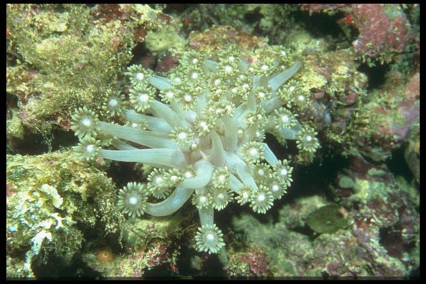012065 White Sea Anemone A4 Photo Print