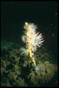 012066 Boule Brush Anemone A4 Photo Print