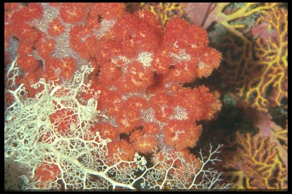 012067 Lace And Red Coral A4 Photo Print