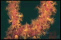 012068 Red Anemone, Gorgonian Coral A4 Photo Print