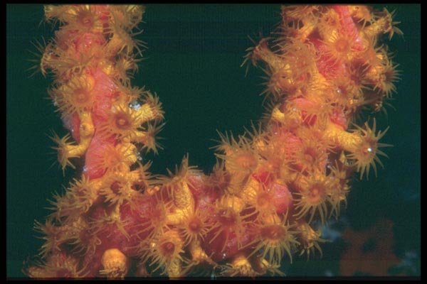 012068 Red Anemone, Gorgonian Coral A4 Photo Print