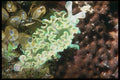012069 Sea Slug, Green And White A4 Photo Print