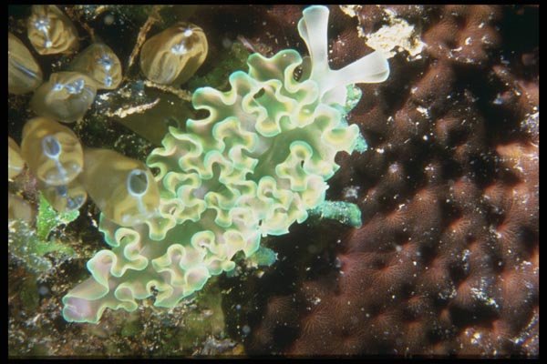 012069 Sea Slug, Green And White A4 Photo Print