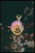 012070 Purple Sea Animal A4 Photo Print